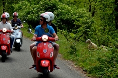 Schafe grüßen am Wegesrand